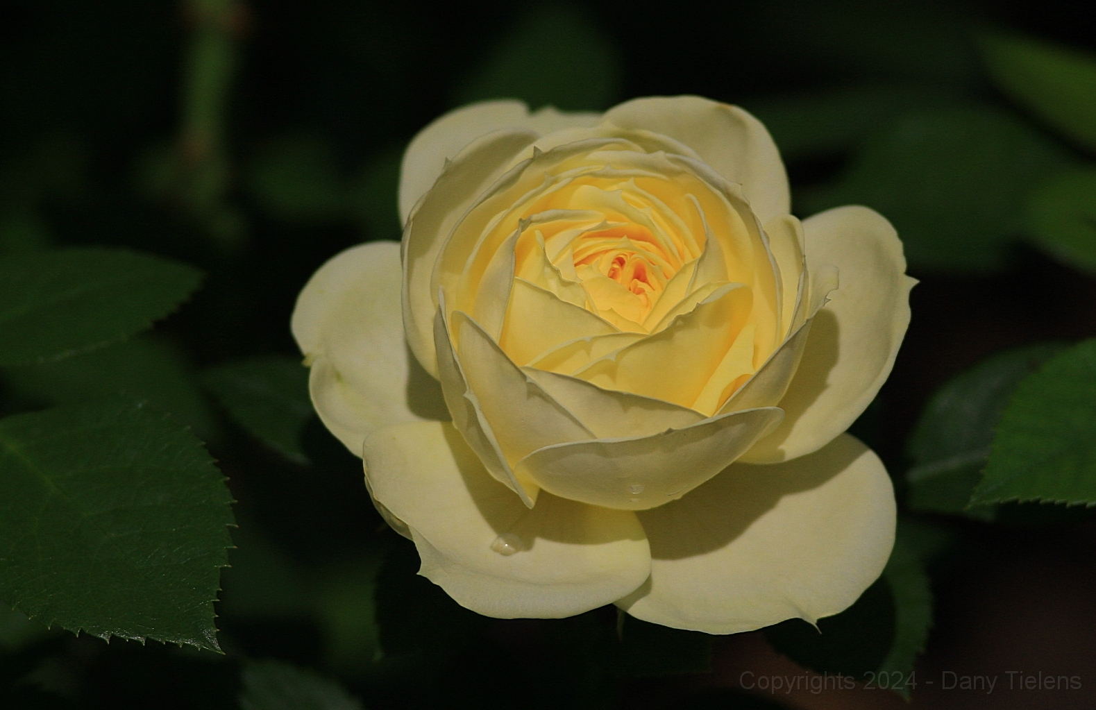 Rosa - Lemon Rokoko.jpg